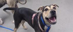 Shelter Stray Female Dog last seen Near BLOCK TURK (ROOFTOP), 1419 Bryant St, San Francisco, CA 94103, USA