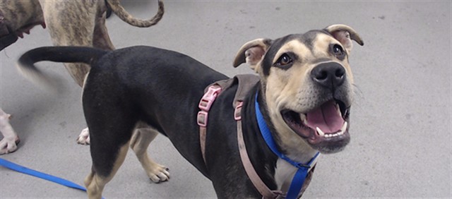Shelter Stray Female Dog last seen Near BLOCK TURK (ROOFTOP), 1419 Bryant St, San Francisco, CA 94103, USA