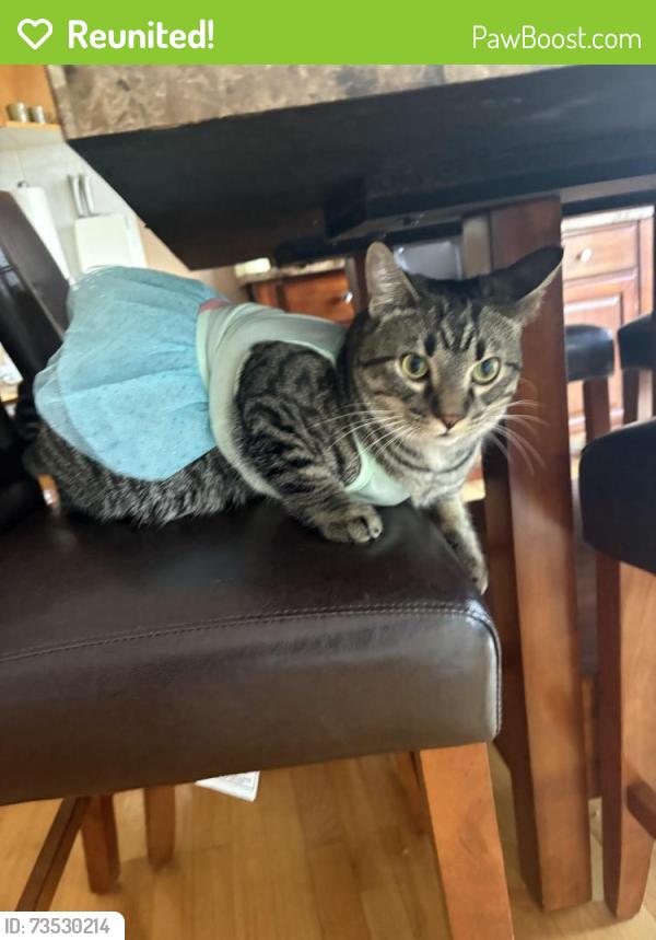 Reunited Male Cat last seen Eaglemere/Grassie Blvd & Lagmodiere Blvd, Winnipeg, MB R2K 4M4