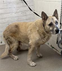 Shelter Stray Male Dog last seen Near BLOCK E. FIRST ST, 333 Chandler Pl, San Bernardino, CA 92408, USA