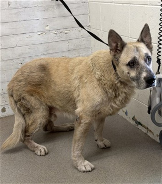 Shelter Stray Male Dog last seen Near BLOCK E. FIRST ST, 333 Chandler Pl, San Bernardino, CA 92408, USA