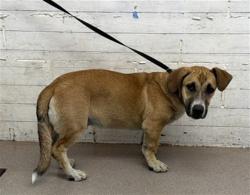 Shelter Stray Male Dog last seen Near BLOCK E. FOOTHILL BLVD, 333 Chandler Pl, San Bernardino, CA 92408, USA