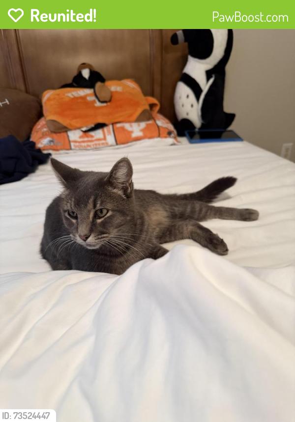 Reunited Unknown Cat last seen Derby chase/glen abbey, Knoxville, TN 37934