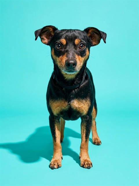 Shelter Stray Male Dog last seen MONCRIEF AND CLEVELAND, 2020 Forest St, Jacksonville, FL 32204, USA