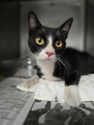 Shelter Stray Female Cat last seen , West Valley Animal Shelter, 20655 Plummer St, Chatsworth, CA 91311, USA