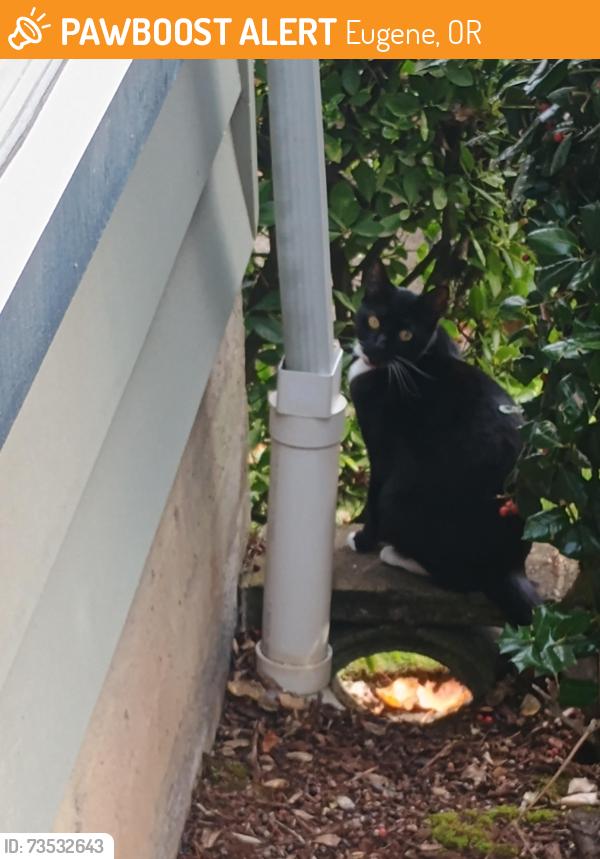 Found/Stray Female Cat last seen 19th and Onyx St, Eugene, OR 97403