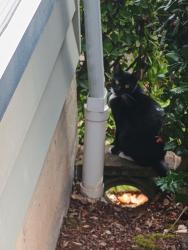 Found/Stray Female Cat last seen 19th and Onyx St, Eugene, OR 97403