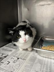 Shelter Stray Male Cat last seen , West Valley Animal Shelter, 20655 Plummer St, Chatsworth, CA 91311, USA