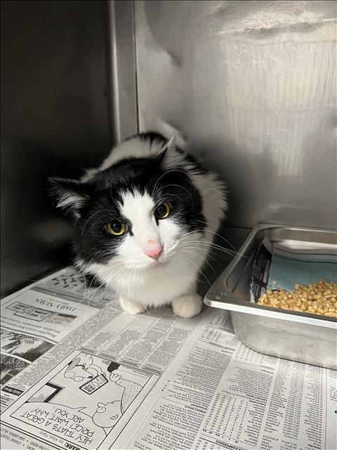 Shelter Stray Male Cat last seen , West Valley Animal Shelter, 20655 Plummer St, Chatsworth, CA 91311, USA