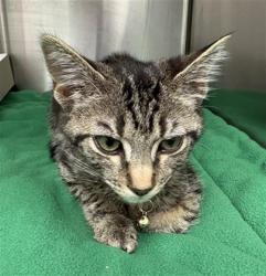 Shelter Stray Male Cat last seen Near, 5001 E Raymond St, Indianapolis, IN 46203, USA