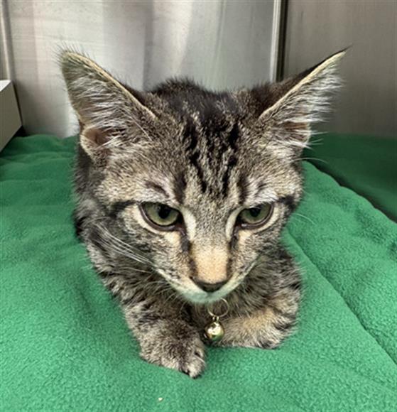Shelter Stray Male Cat last seen Near, 5001 E Raymond St, Indianapolis, IN 46203, USA