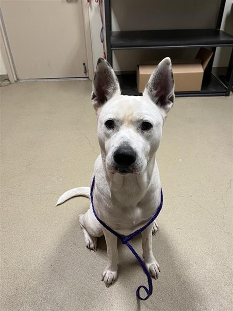 Shelter Stray Female Dog last seen HANDS, 31078 LA-36, Lacombe, LA 70445, USA