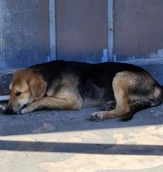 Shelter Stray Male Dog last seen Near BLOCK MONTROSE, 4710 TX-151, San Antonio, TX 78227, USA