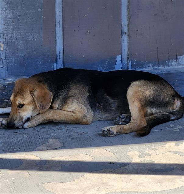 Shelter Stray Male Dog last seen Near BLOCK MONTROSE, 4710 TX-151, San Antonio, TX 78227, USA
