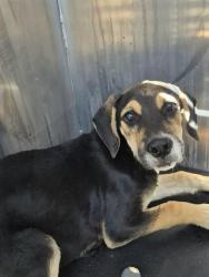Shelter Stray Male Dog last seen DEMPSEY AND GWENDA LEA, 4710 TX-151, San Antonio, TX 78227, USA