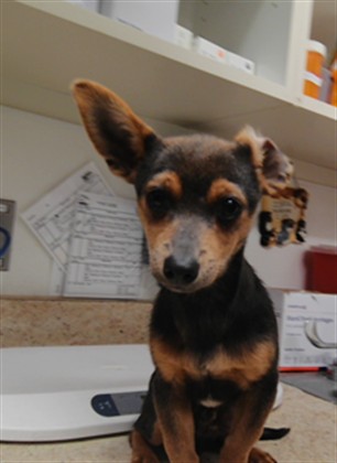 Shelter Stray Male Dog last seen COORS BLVD AND LOS PADILLAS RD, 3001 2nd St SW, Albuquerque, NM 87105, USA