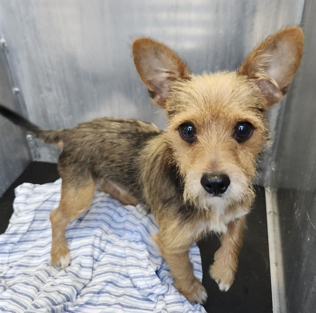 Shelter Stray Male Dog last seen Near BLOCK N SAN IGNACIO, 4710 TX-151, San Antonio, TX 78227, USA