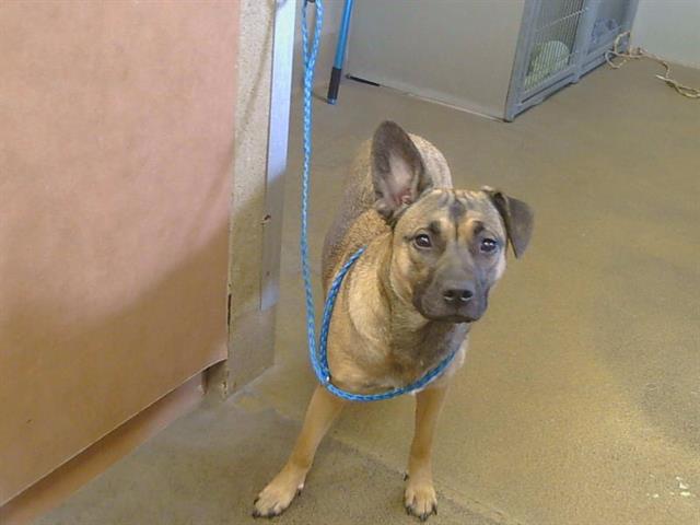 Shelter Stray Female Dog last seen S WATT AVE/MANLOVE RD, SACRAMENTO CA 95826, 3839 Bradshaw Rd, Sacramento, CA 95827, USA