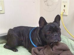 Shelter Stray Male Dog last seen CALVINE RD/SPENGLER DR, 95828, 3839 Bradshaw Rd, Sacramento, CA 95827, USA