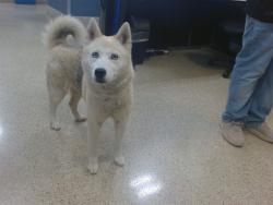 Shelter Stray Female Dog last seen NW 7 TH ST RD, 3599 NW 79th Ave, Doral, FL 33122, USA
