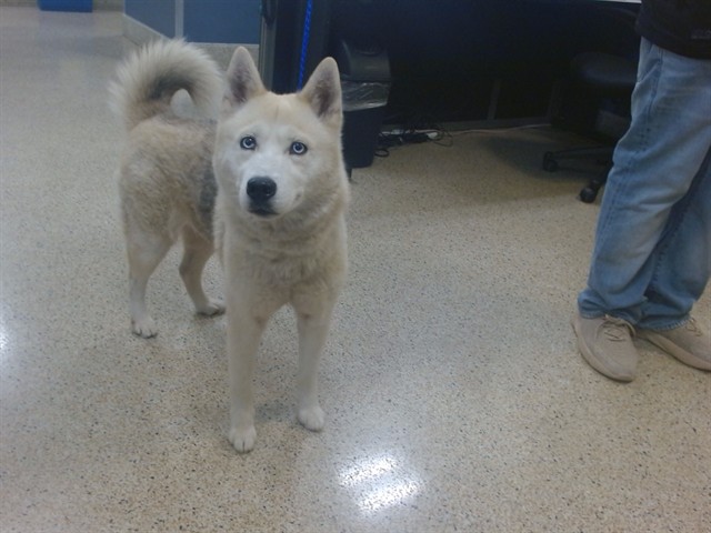 Shelter Stray Female Dog last seen NW 7 TH ST RD, 3599 NW 79th Ave, Doral, FL 33122, USA