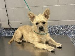 Shelter Stray Male Dog last seen Near BLOCK AZTEC ST, INDIO CA 92203, 72050 Pet Land Pl, Thousand Palms, CA 92276, USA