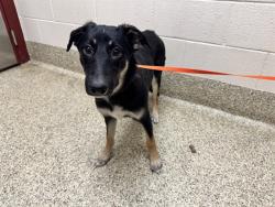 Shelter Stray Female Dog last seen Near BLOCK AIRPORT RD, COLORADO SPRINGS CO 80910, 610 Abbot Ln, Colorado Springs, CO 80905, USA