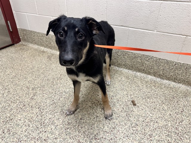 Shelter Stray Female Dog last seen Near BLOCK AIRPORT RD, COLORADO SPRINGS CO 80910, 610 Abbot Ln, Colorado Springs, CO 80905, USA