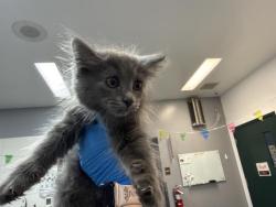 Shelter Stray Female Cat last seen Near BLOCK AVENIDA MARAVILLA, CATHEDRAL CITY CA 92234, 72050 Pet Land Pl, Thousand Palms, CA 92276, USA