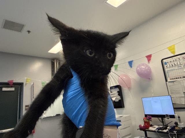 Shelter Stray Female Cat last seen Near BLOCK AVENIDA MARAVILLA, CATHEDRAL CITY CA 92234, 72050 Pet Land Pl, Thousand Palms, CA 92276, USA