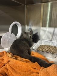 Shelter Stray Male Cat last seen Near BLOCK GALWAY TER, 1950 Stevenson Blvd, Fremont, CA 94538, USA