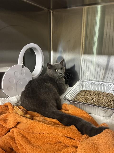 Shelter Stray Male Cat last seen Near BLOCK GALWAY TER, 1950 Stevenson Blvd, Fremont, CA 94538, USA