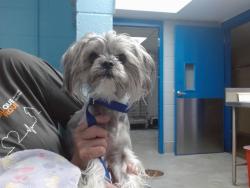 Shelter Stray Male Dog last seen UNSER/RAINBOW, 11800 Sunset Gardens Rd SW, Albuquerque, NM 87121, USA