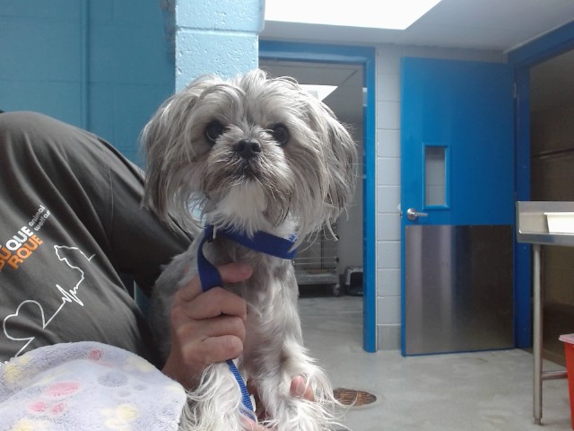 Shelter Stray Male Dog last seen UNSER/RAINBOW, 11800 Sunset Gardens Rd SW, Albuquerque, NM 87121, USA