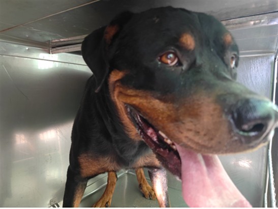 Shelter Stray Male Dog last seen , 4275 Elton St, Baldwin Park, CA 91706, USA