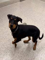 Shelter Stray Female Dog last seen 55TH AND PECOS, 12155 Park Blvd, Brighton, CO 80601, USA
