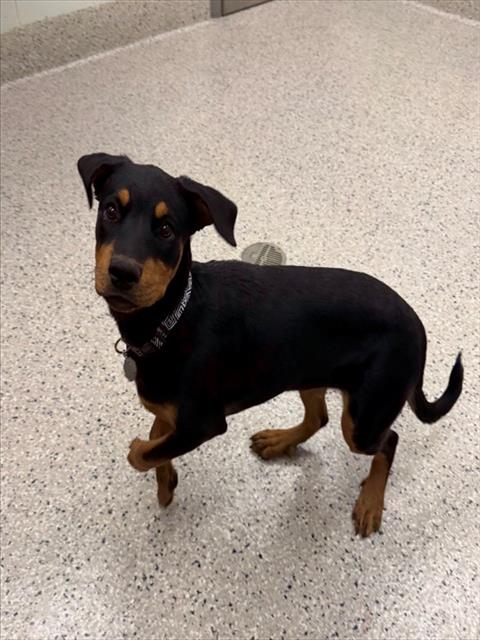 Shelter Stray Female Dog last seen 55TH AND PECOS, 12155 Park Blvd, Brighton, CO 80601, USA