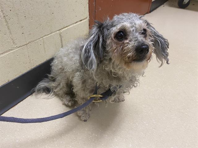 Shelter Stray Female Dog last seen Near BLOCK N HOPKINS ST, 3839 W Burnham St, West Milwaukee, WI 53215, USA