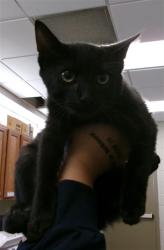 Shelter Stray Female Cat last seen LINCOLN ST, 4950 SW Triana Blvd, Huntsville, AL 35805, USA