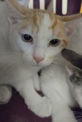 Shelter Stray Male Cat last seen , 14409 Vanowen St, Van Nuys, CA 91405, USA