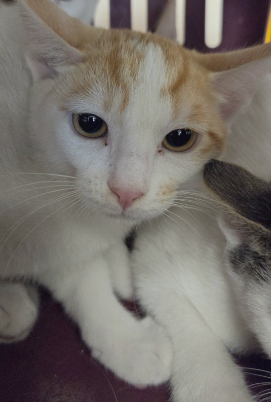 Shelter Stray Male Cat last seen , 14409 Vanowen St, Van Nuys, CA 91405, USA