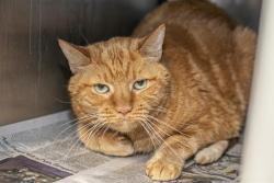 Shelter Stray Female Cat last seen CHARLOTTE, 8315 Byrum Dr, Charlotte, NC 28217, USA