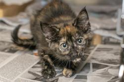 Shelter Stray Female Cat last seen MINT HILL, 8315 Byrum Dr, Charlotte, NC 28217, USA