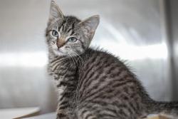 Shelter Stray Female Cat last seen CHARLOTTE, 8315 Byrum Dr, Charlotte, NC 28217, USA