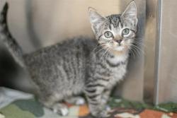 Shelter Stray Female Cat last seen CHARLOTTE, 8315 Byrum Dr, Charlotte, NC 28217, USA