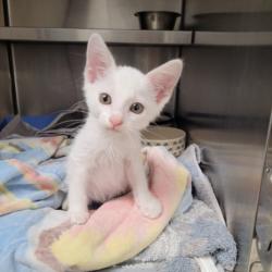 Shelter Stray Male Cat last seen , 11361 W Pico Blvd, Los Angeles, CA 90064, USA
