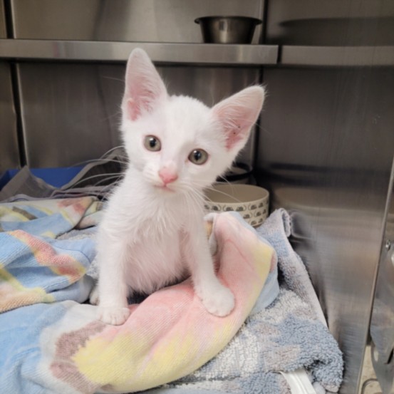 Shelter Stray Male Cat last seen , 11361 W Pico Blvd, Los Angeles, CA 90064, USA