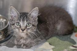 Shelter Stray Female Cat last seen CHARLOTTE, 8315 Byrum Dr, Charlotte, NC 28217, USA