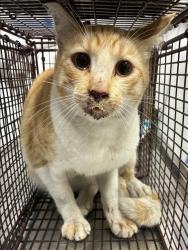 Shelter Stray Male Cat last seen , 11361 W Pico Blvd, Los Angeles, CA 90064, USA