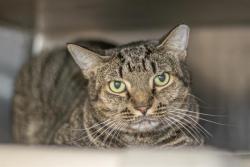 Shelter Stray Male Cat last seen CHARLOTTE, 8315 Byrum Dr, Charlotte, NC 28217, USA